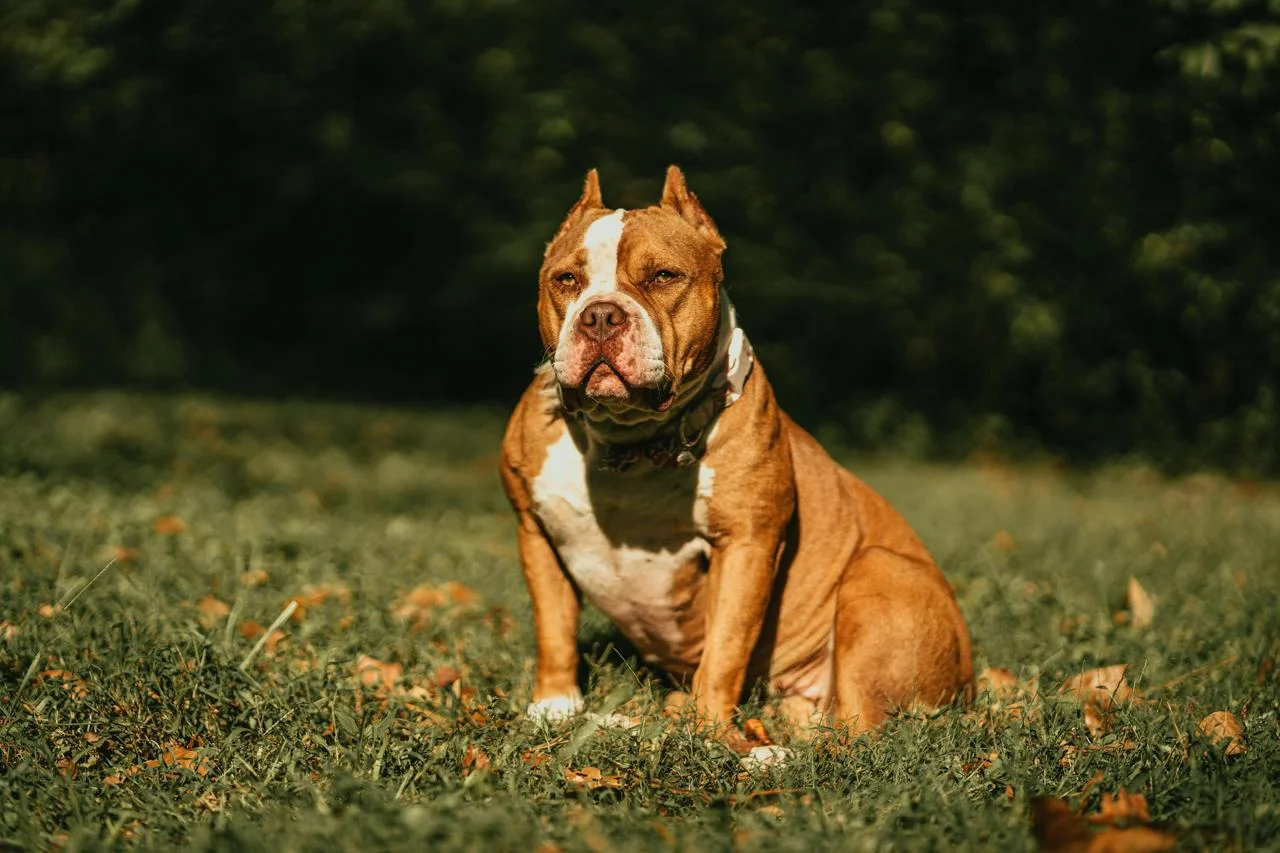 Ataque de pitbull choca Rio das Ostras, mas menino de 12 anos já se recupera após cirurgia